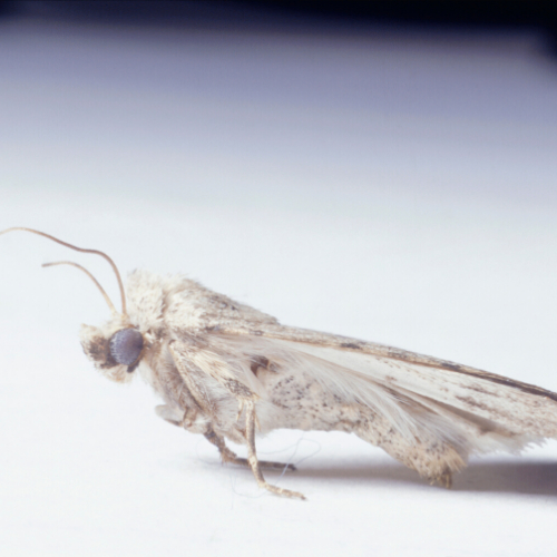 carpet moth control sutton