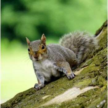 Cost of Squirrel Control in Sutton